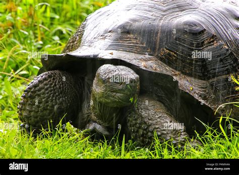 Galapagos Giant Tortoise Geochelone Elephantopus On Santa Cruz Island