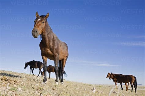 Africa, Namibia, Aus, Wild Horses stock photo