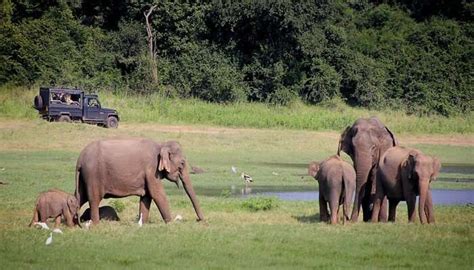 Safari in Sri Lanka Is a Great Way to Explore Natural Habitat