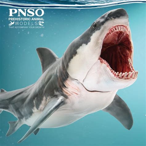 Pnso Modelos Animais Pr Hist Ricos Patton O Megalodon Grande Tubar O