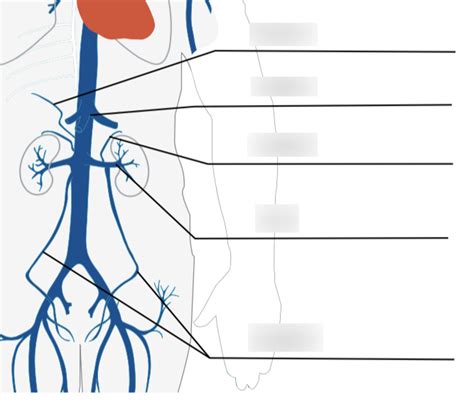 Abdominal Veins Diagram | Quizlet