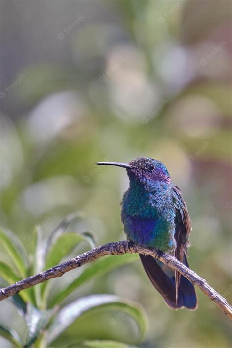 Premium Photo Sparkling Violetear Colibri Coruscans