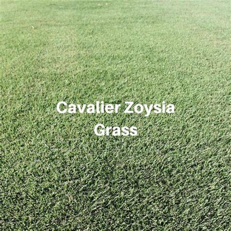 Why Choose Cavalier Zoysia Grass Houston Grass Pearland Richmond