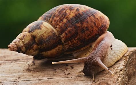 Caracol Gigante Africano El Ex Tico Molusco Invasor Que Escupe Par Sitos