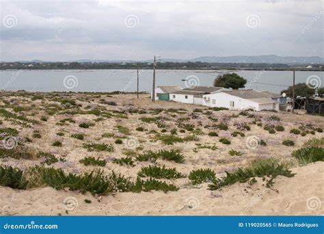 Sand dune vegetation stock image. Image of sand, european - 119020565