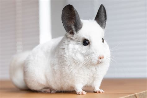 10 Best Small Rodents to Keep as Pets