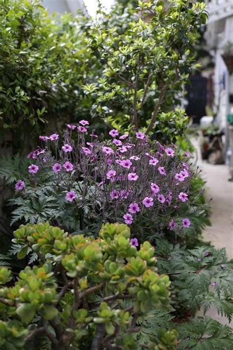 Photo Of The Entire Plant Of Madeiran Cranesbill Geranium Maderense