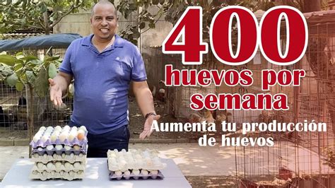 Tips Para Aumentar La Producci N De Huevos En Gallinas Caludia Manas