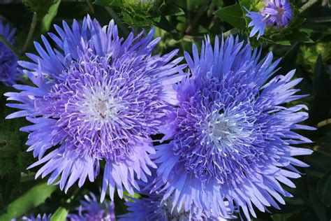 Two Blue Aster Flowers Close-up Free Stock Photo - Public Domain Pictures