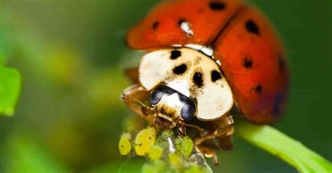 Ladybug Eating Aphids