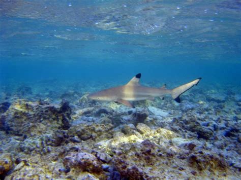 Sea Wonder: Blacktip Reef Shark | National Marine Sanctuary Foundation