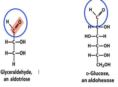 Biochem Exam Lecture Carbohydrates Flashcards Quizlet