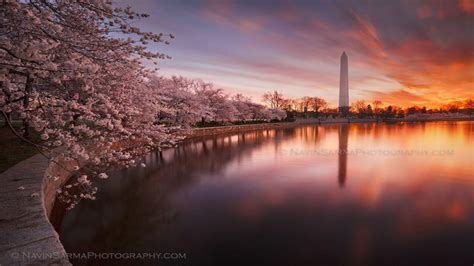 Washington DC Cherry Blossom Wallpapers - Top Free Washington DC Cherry ...