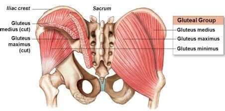 The Gluteus: 3 Stretches and 3 Strengthening Exercises — Phila Massages