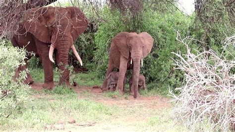 Twin baby elephants born at a national reserve in Kenya rare event ...