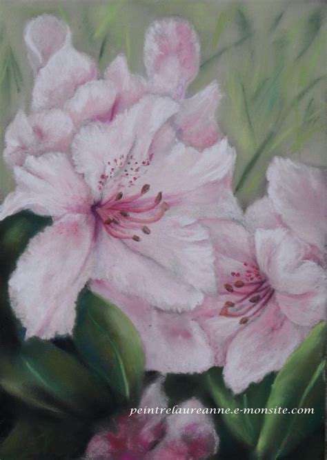 Dessin De Fleurs Au Pastel Sec Laure Anne Rhododendron Laura Lee