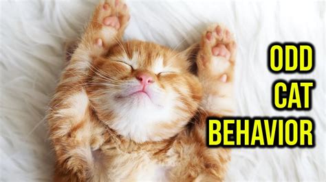 Odd Weird Cat Behaviors Explained Youtube