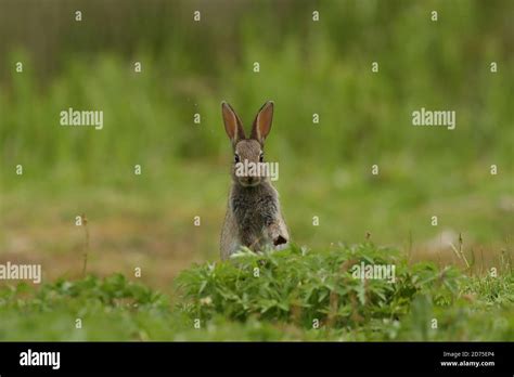 European Rabbit Oryctolagus Cuniculus Stock Photo Alamy