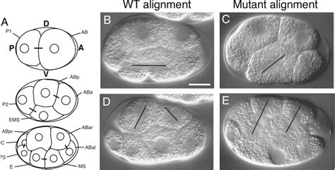 Figure 1 From Multiple Wnt Signaling Pathways Converge To Orient The