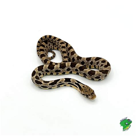 Fox Snake - cb baby - Strictly Reptiles