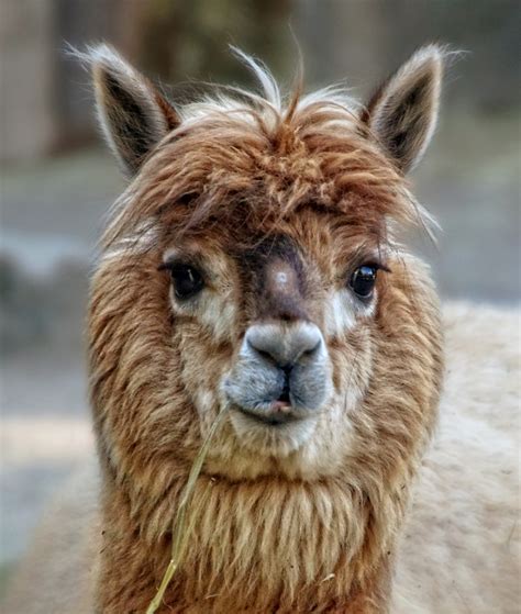 alpaca llama animals wool  stock photo public domain pictures