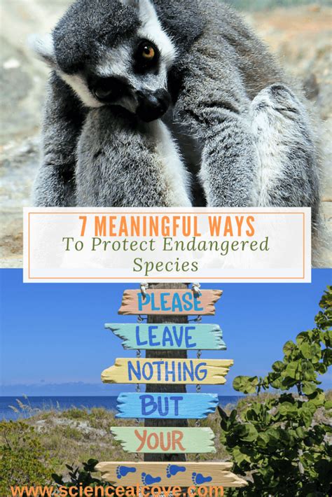 7 Meaningful Ways To Protect Endangered Species