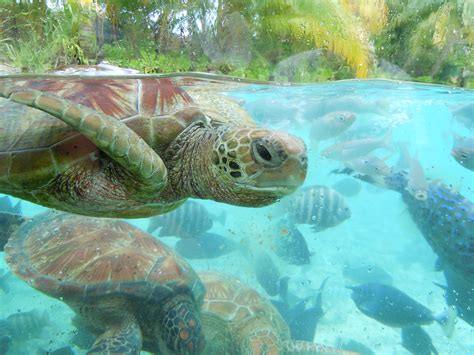 Turtle Sanctuary in Bora Bora! | Turtle sanctuary, Turtle, Animals