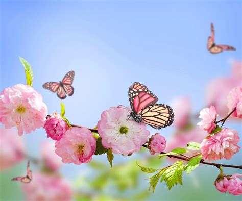 HD wallpaper: butterfly, nature, flowers, pink flowers, blossoms ...