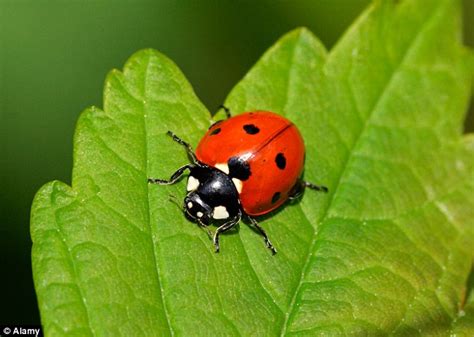 Ladybirds That Arrive In The Post Insects Sold Via Mail Order To