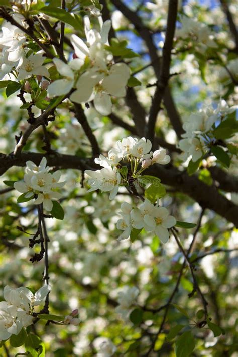 Manzana En Flor Rama De Manzano Con Flores Florecimiento De Primavera