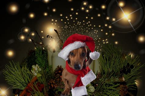 Download Dog, Christmas, Background. Royalty-Free Stock Illustration ...