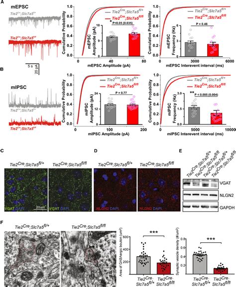 Excitation And Inhibition Imbalance In Tie Cre Slc A Fl Fl