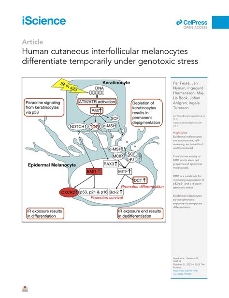 PDF Human Cutaneous Interfollicular Melanocytes Differentiate