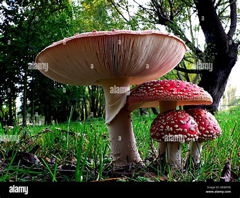 Amanita Muscaria Allgemein Bekannt Als Der Fliegenpilz Oder Fly