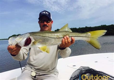 Florida Snook The Seasonal Treat IOutdoor Fishing