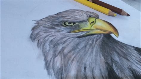 How To Draw A Realistic Eagle For Begginers Tutorial Trending