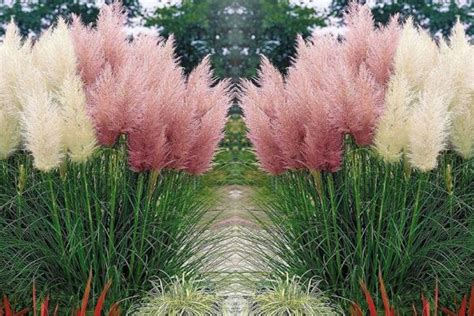 Red Pampas Grass Pampas Grass