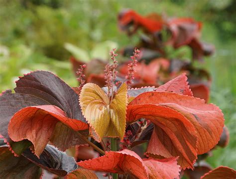 Copper Plant Guide: How to Grow & Care for “Acalypha wilkesiana”