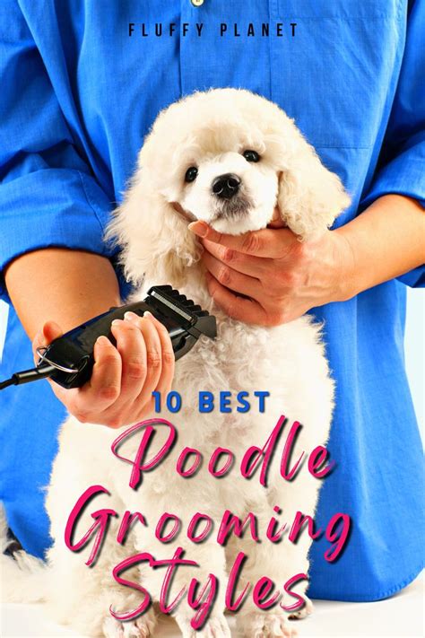 10 Best Poodle Grooming Styles | Poodle dog grooming, Poodle grooming ...