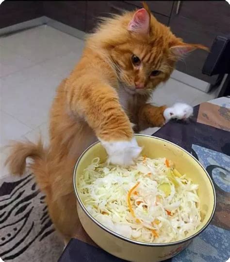 Dont Worry I Take Care Of Lunch Today Viral Kittens Funny Animal