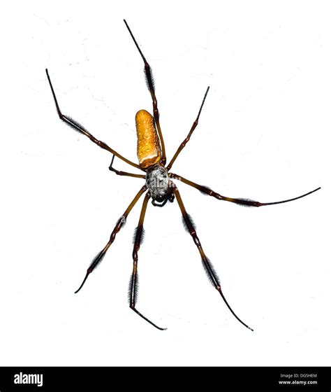 Female Golden Silk Orb Weaver Banana Spider Nephila Clavipes Central Florida Usa Stock