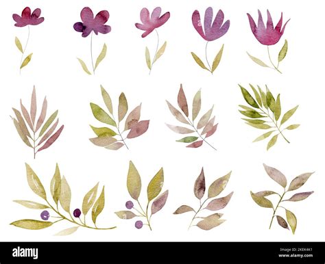 Watercolor botanical illustration Stock Photo - Alamy