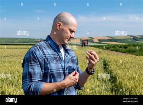 Farmer Standing In The Wheat Field Estimating The Yield Agronomist