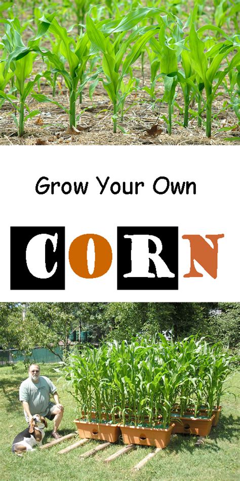 How to Grow Sweet Corn, Growing Planting Harvesting Corn - Everything ...