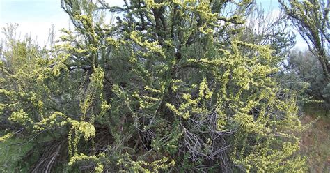 Idaho Nature Notes Nutritious Delicious Native Shrubs