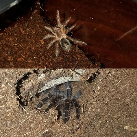 Klendathus First Molt Rtarantulas