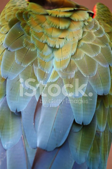 Macaw Feathers Stock Photo | Royalty-Free | FreeImages