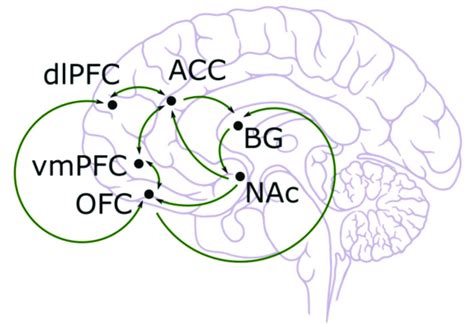 Anatomical Illustration Of Dorsolateral Prefrontal Cortex Dlpfc