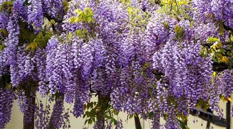 19 Purple Flowering Vines Climbing Vines With Their Picture And Name