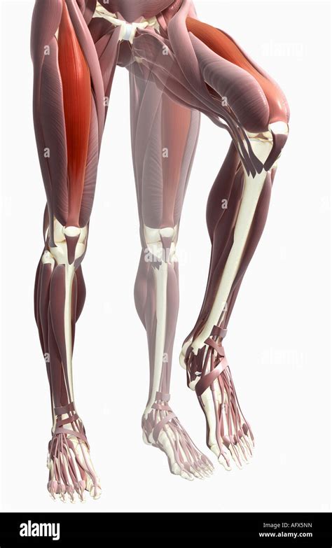 Thigh Flexion Stock Photo Alamy